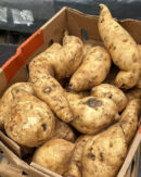 Sweet Potato