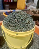 Dried Periwinkle