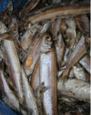 Fresh Nigeria Panla (Whiting Fish)
