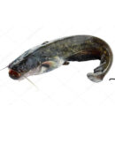 Frozen Cat Fish
