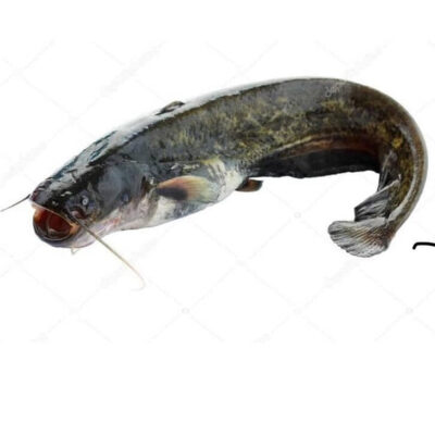 Frozen Cat Fish