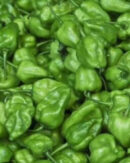 Green Hot Pepper (Rodo)