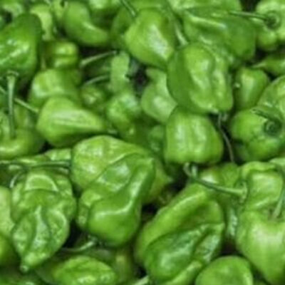 Green Hot Pepper (Rodo)