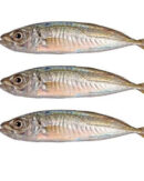 Horse Mackerel Fish