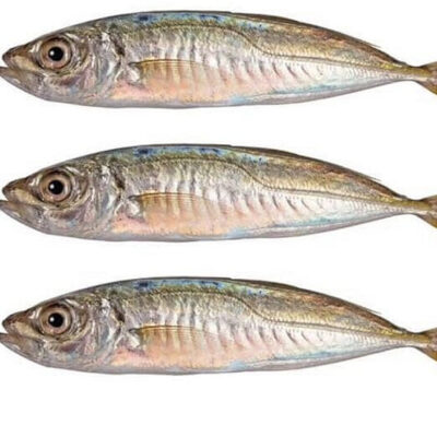 Horse Mackerel Fish