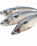 Mackerel Fish