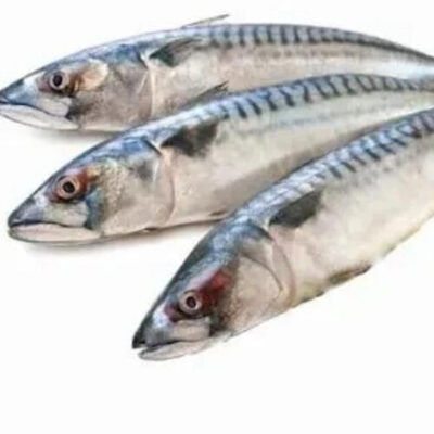 Mackerel Fish