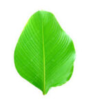Moimoi Leaf