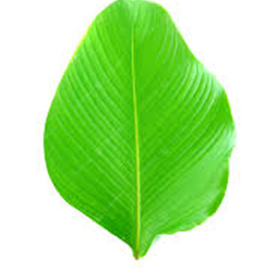 Moimoi Leaf