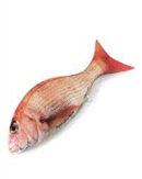 Red Bream Fish