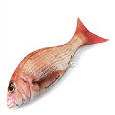 Red Bream Fish