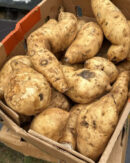 Sweet Potato