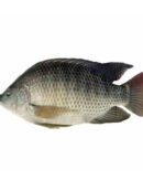 Tilapia Fish