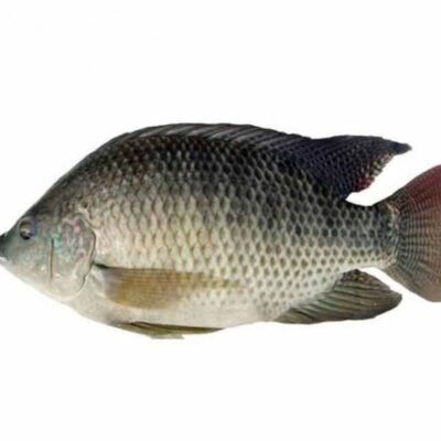 Tilapia Fish