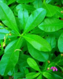 Water Leaf