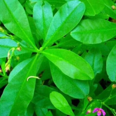 Water Leaf