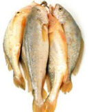Yellow Croaker Fish