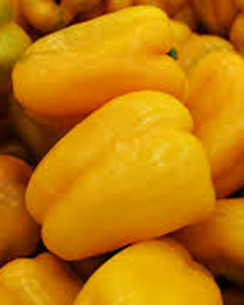 Yellow Pepper 5kg