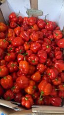 Bonnet Pepper (Rodo)