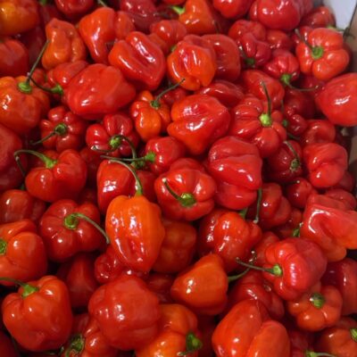 Bonnet Pepper (Rodo)